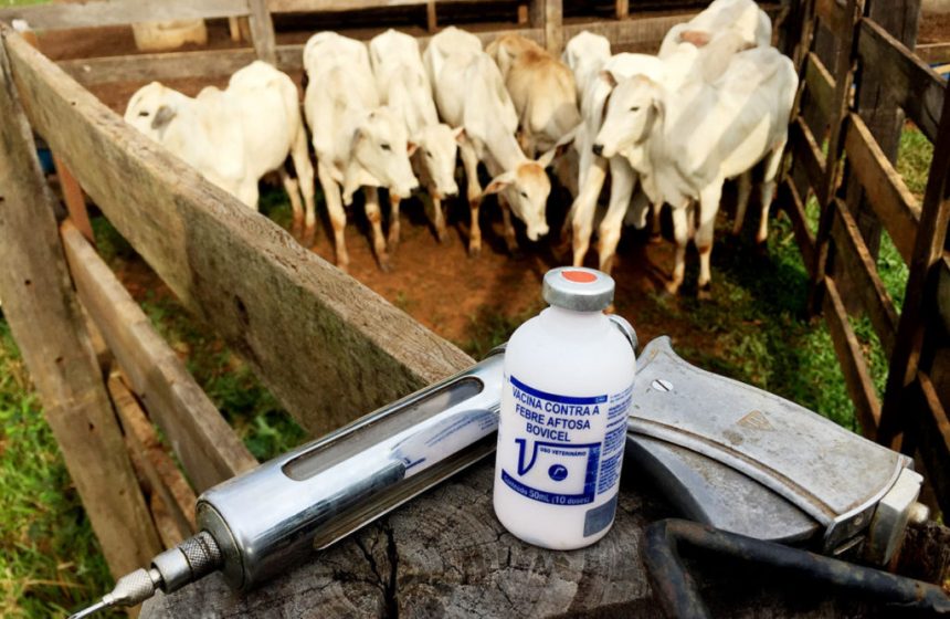 Governo importa perto de milhão e meio de vacinas para o combate à febre aftosa