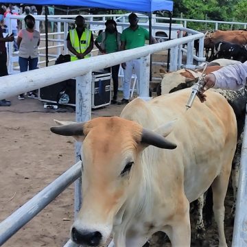 Moçambique com défice de 800 mil doses de vacina para imunização pecuária contra febre aftosa