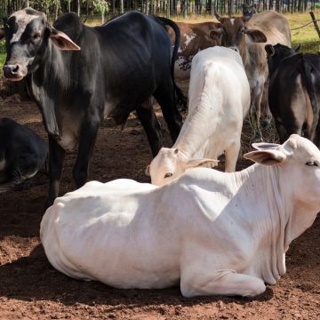 Moçambique interdita importação de carne zimbabueana