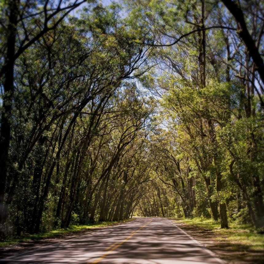 Marracuene terá bermas arborizadas