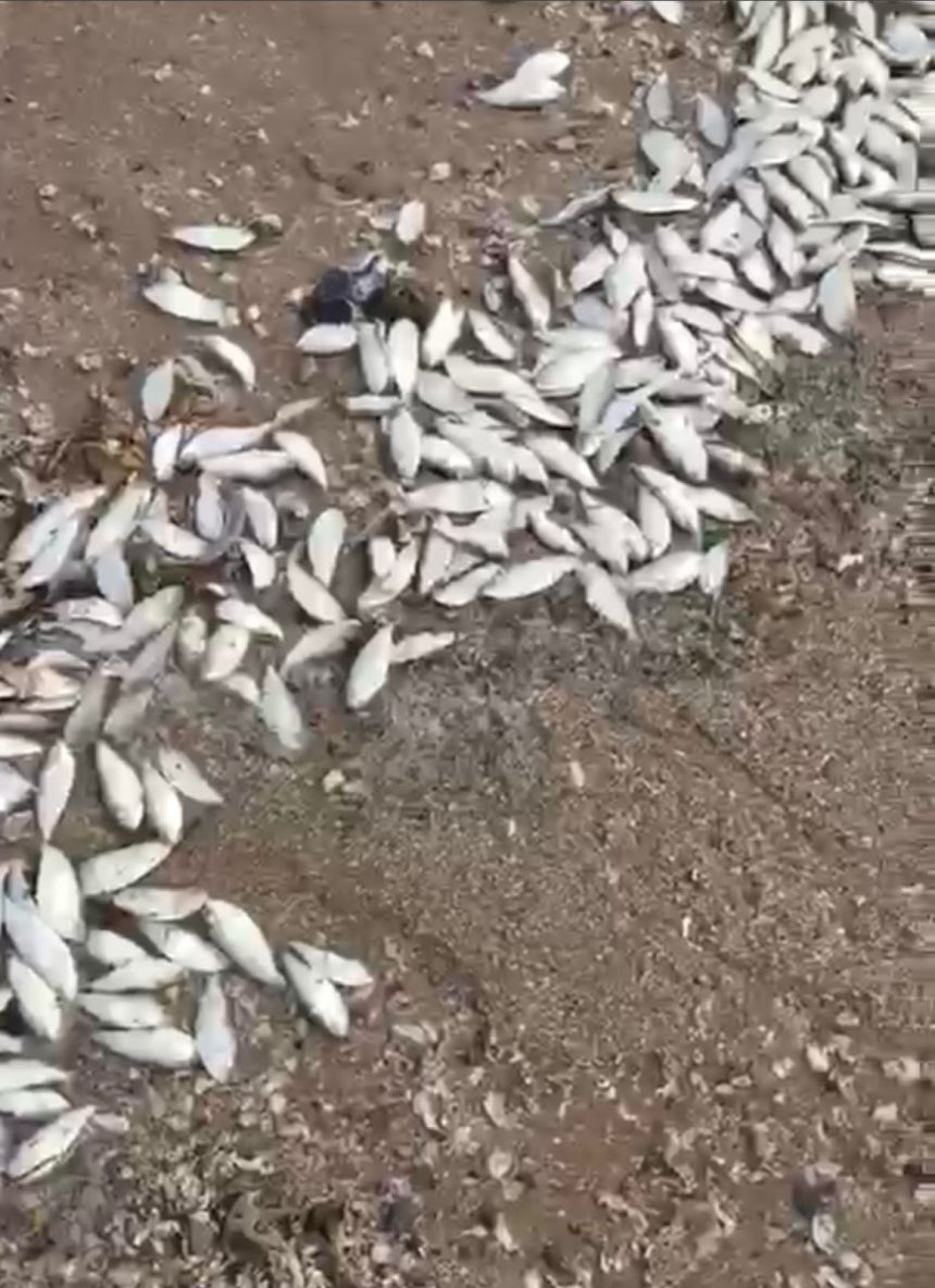 Baía de Maputo com várias espécies de peixe morto