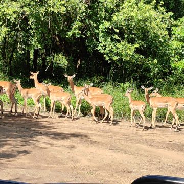 Planalto de Cheringoma transformado em área de conservação comunitária