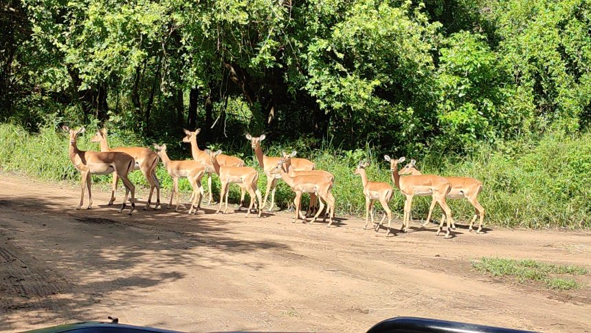 Planalto de Cheringoma transformado em área de conservação comunitária