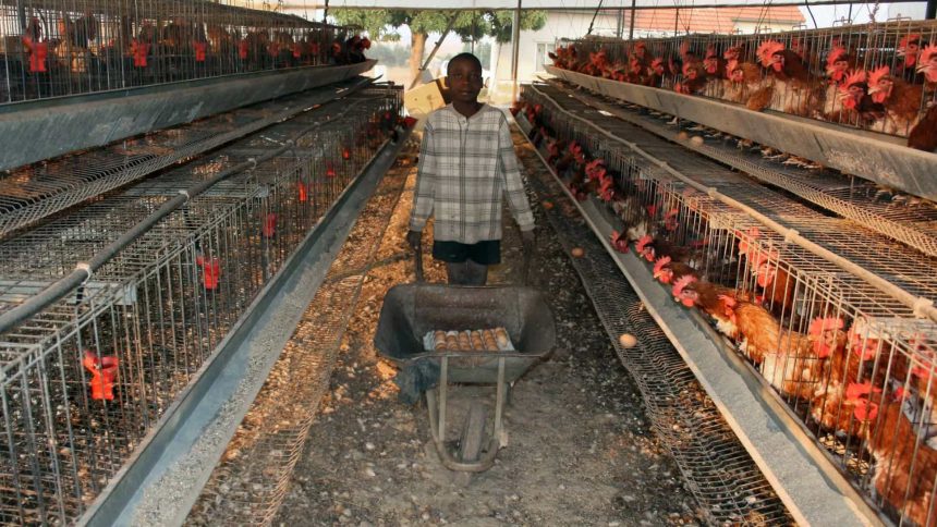 Autoridades moçambicanas incineram 12 mil ovos devido à gripe das aves detectada numa unidade de produção