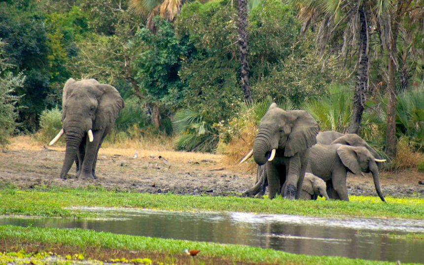 Cabo Delgado: ANAC projecta criar uma área de conservação no distrito de Palma