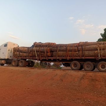 Autoridades apreendem 84 unidades de pau-ferro em Cabo Delgado