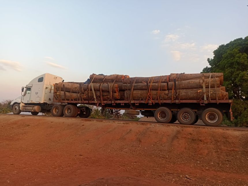 Autoridades apreendem 84 unidades de pau-ferro em Cabo Delgado