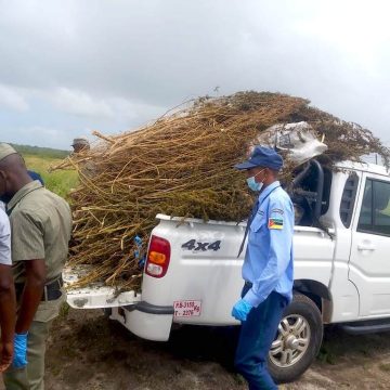 Maputo: Autoridades incineram 76 quilogramas de soruma em Matutuíne