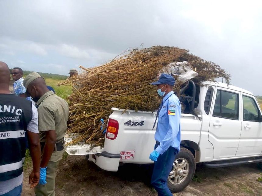 Maputo: Autoridades incineram 76 quilogramas de soruma em Matutuíne