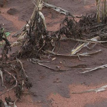 El-Niño: Mais de 30 mil hectares de culturas perdidas na província de Maputo