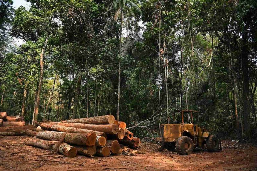 “Caça às madeiras”: Elites políticas e tradicionais “aprovam” abate de espécies proibidas em cemitérios de Sofala