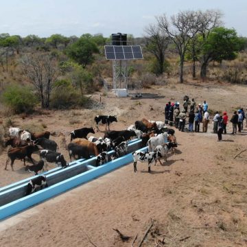 Parque Nacional do Limpopo já dispõe de áreas seguras para pastagem do gado bovino