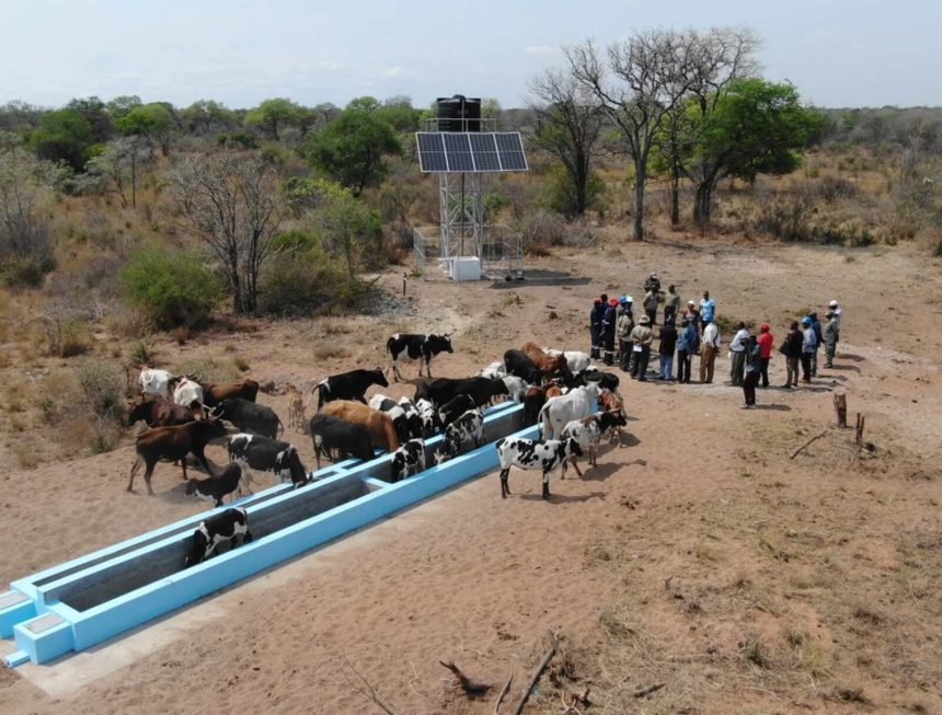 Parque Nacional do Limpopo já dispõe de áreas seguras para pastagem do gado bovino