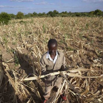 ONU: “Seca afecta o acesso à alimentação de 26 milhões de pessoas na África Austral”