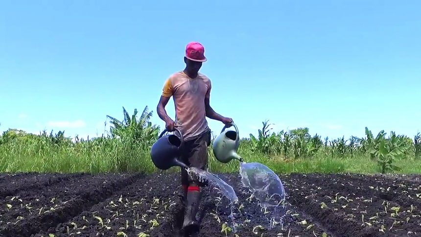“Agricultura representa janela de oportunidade real para emprego juvenil” -Celso Correia