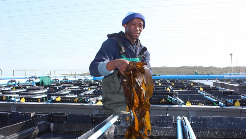 Moçambique projecta produção anual em aquacultura de 24 mil toneladas