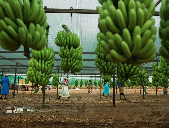 Banana de Chókwè chega no mercado sul-africano