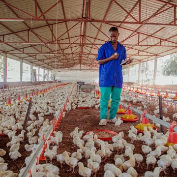 Calor intenso mata perto de 17 mil frangos nas cidades de Maputo e Matola