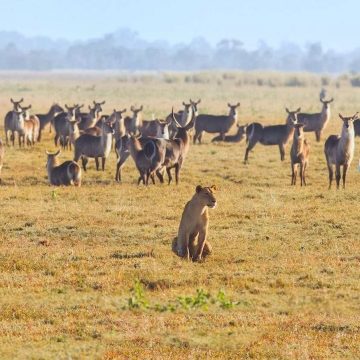 Estados Unidos desembolsa mais de 10 M$ para projectos de conservação na Reserva Especial do Niassa