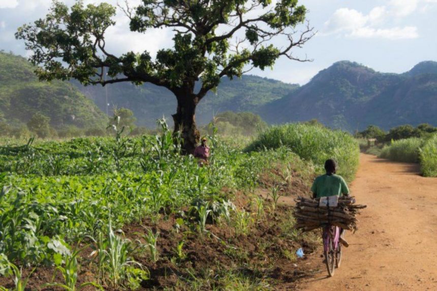 Banco Mundial disponibiliza 150 milhões de dólares para economia rural em Moçambique