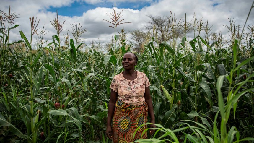“Agricultura liderou crescimento económico em 2022”, – Banco Mundial