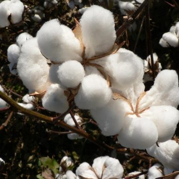 Nampula: Monapo prevê colher seis mil toneladas de algodão na presente campanha