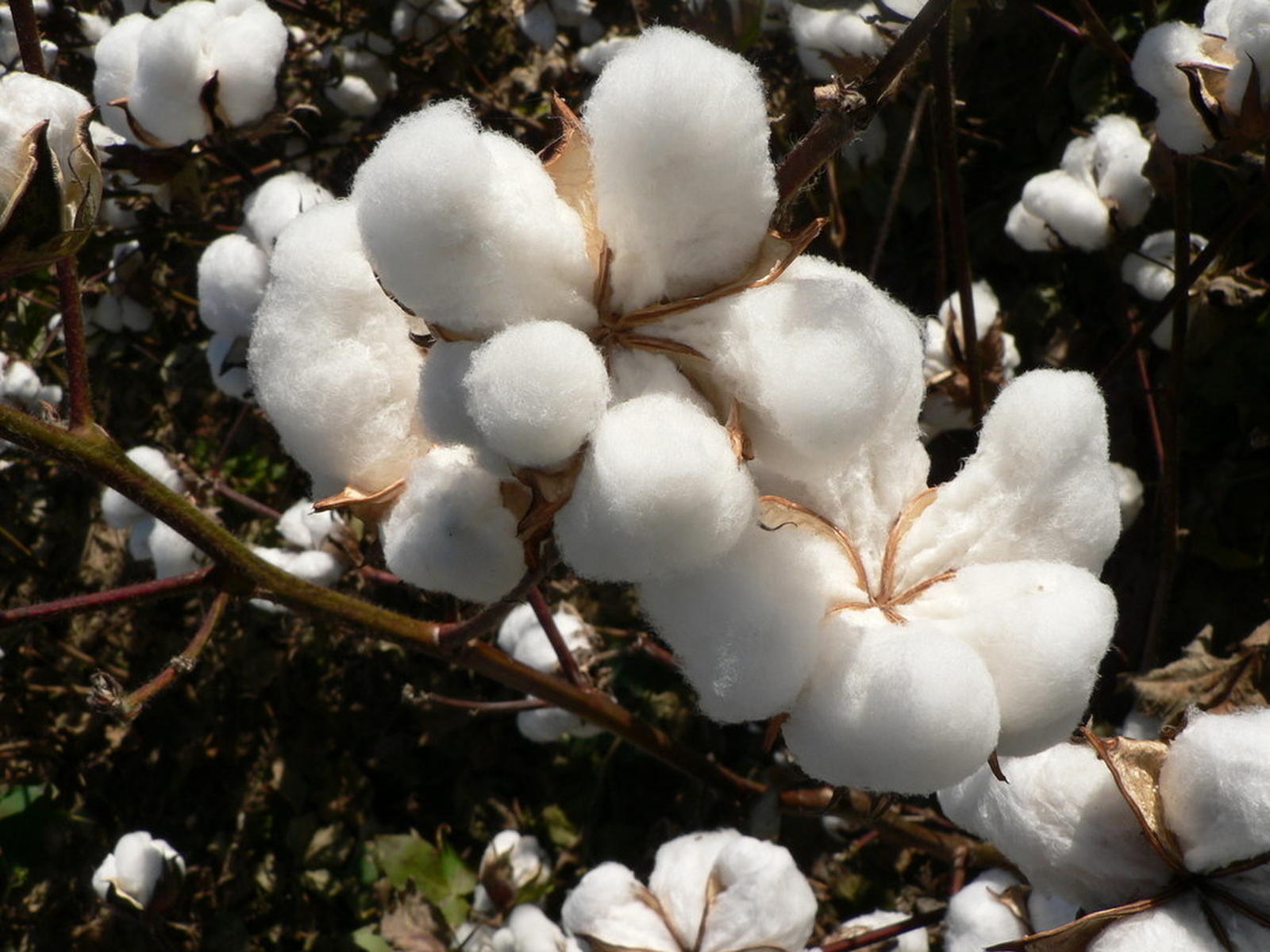 Receitas de exportação do algodão caíram 6,3% para 34,3 milhões de dólares no ano passado