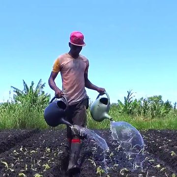 Manica investe 14 mil dólares em projectos agrários