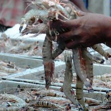 Apreendidos cerca de 700kg de camarão em Nampula