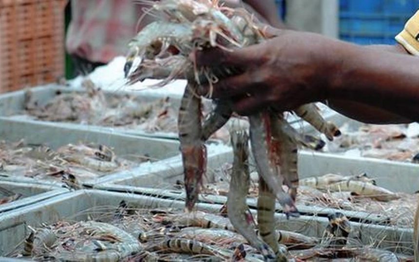 Licenças para captura de camarão e caranguejo geram 200 milhões de meticais