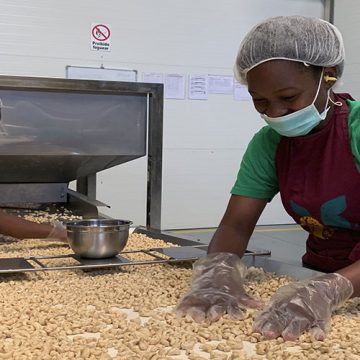Moçambique arranca em Dezembro com a exportação de castanha de caju em bruto