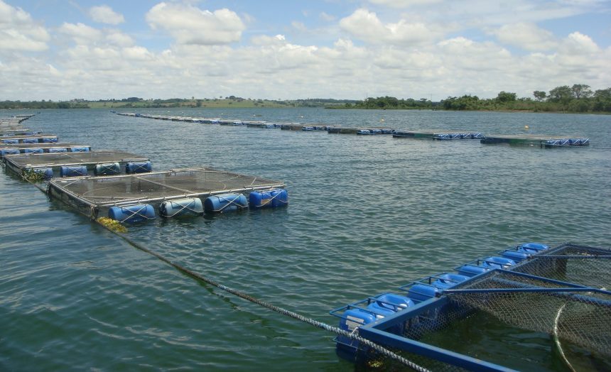 Governo disponibiliza 1,9 milhões de dólares para viabilização de projectos de aquacultura