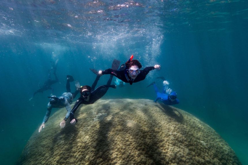 Mergulhadores descobrem um enorme coral com 400 anos na Austrália