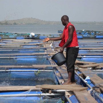 Governo procura parceiros para aumentar produção de peixe em cativeiro