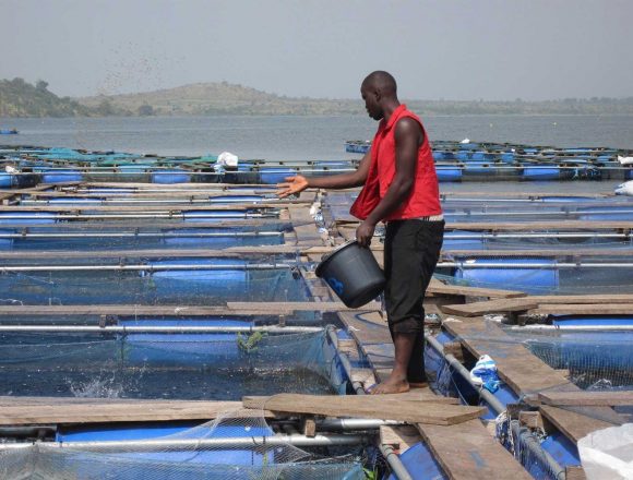 Governo procura parceiros para aumentar produção de peixe em cativeiro