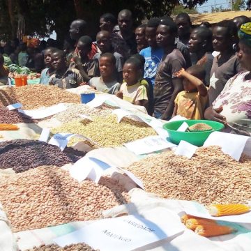 Moçambique espera comercializar 17 milhões de toneladas de produtos agrícolas presente campanha