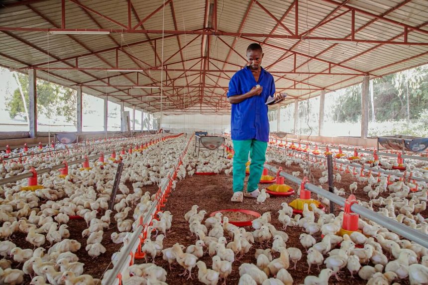 Novos investimentos na produção de frango aceleram auto-suficiência