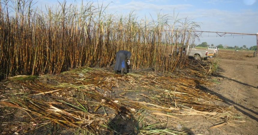 Incêndio paralisa fábrica de açúcar de Marromeu, em Sofala