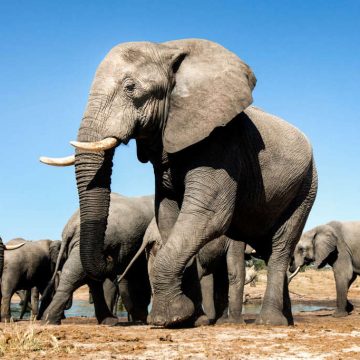 Elefantes podem nunca desenvolver presas devido à guerra civil