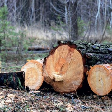 Proposta de Lei de Florestas sugere extinção de licenças simples