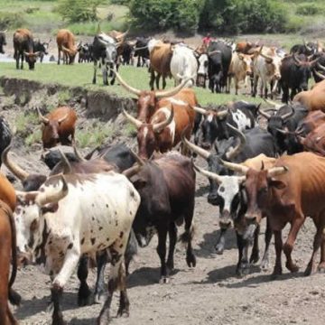 Mais de 440 mil bovinos serão imunizados contra febre aftosa