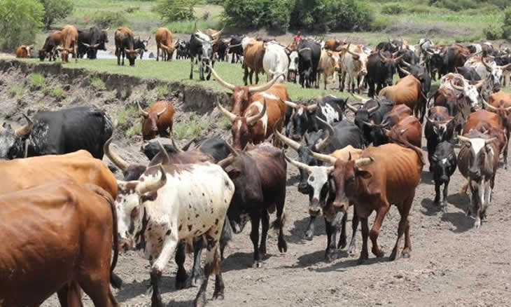Governo promete vacinar mais de 2,2 milhões de cabeças de gado contra febre  aftosa - MZNews