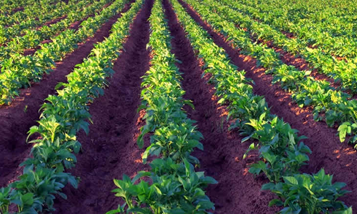 FNDS disponibiliza 15 milhoes de dólares para financiar agricultura na Zambézia