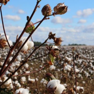 Nova tecnologia incrementa produção do algodão do Grupo JFS