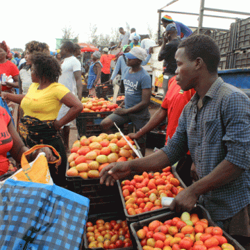 Inhambane. Por falta de mercado empresa abandona a produção de tomate