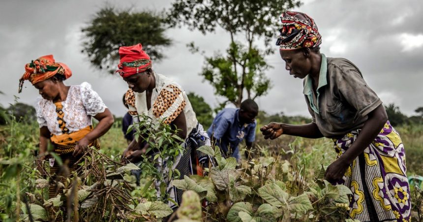 Corno de África: Agricultores afetados pela seca precisam de ajuda, alerta FAO