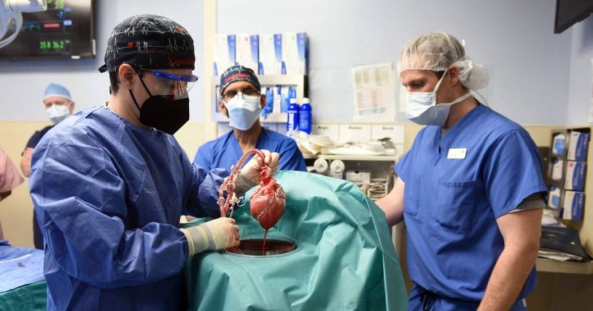Médicos transplantam coração suíno para pessoa com doença cardíaca