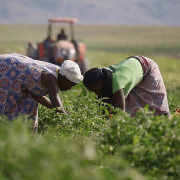 Presidente bielorrusso quer investir no potencial agrícola de Moçambique