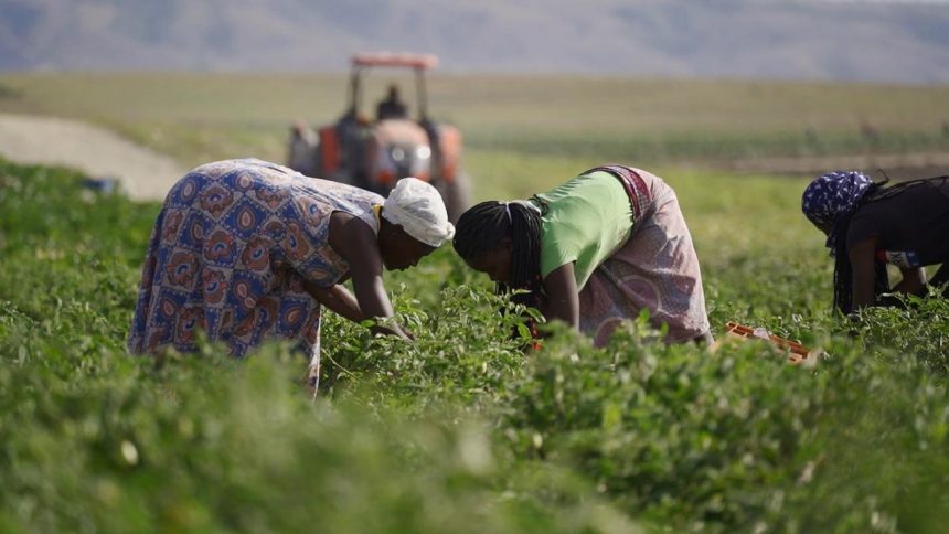Presidente bielorrusso quer investir no potencial agrícola de Moçambique