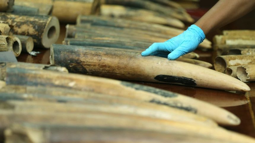 PGR detém funcionário da LAM e mais sete suspeitos de tráfico de marfim